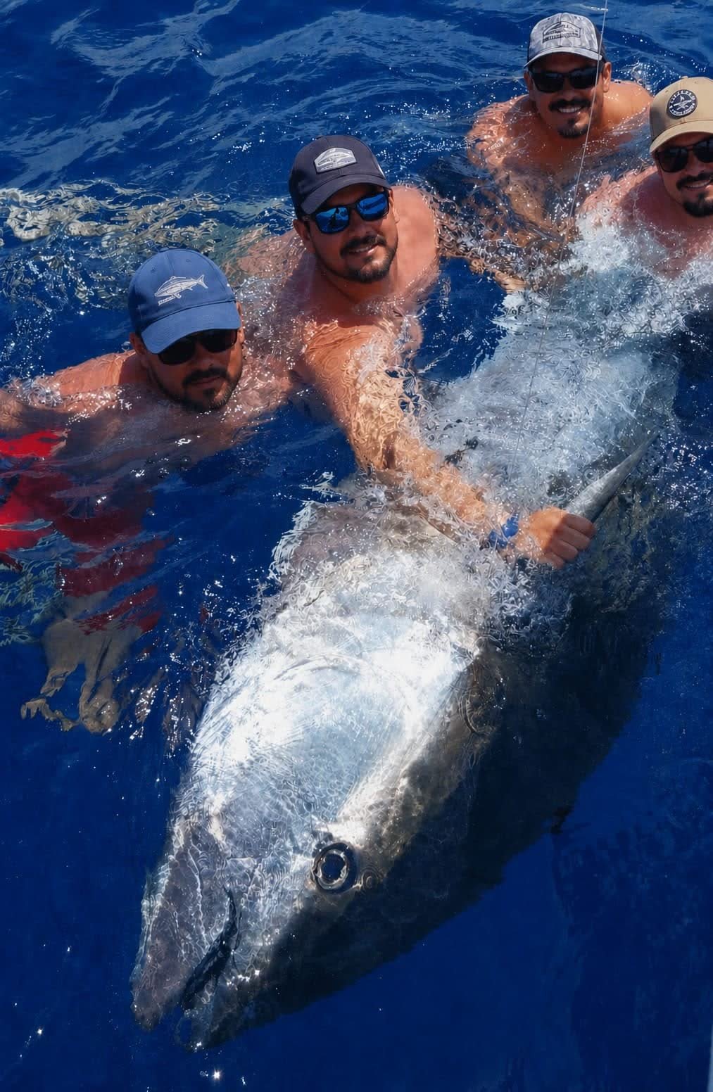 Four crew in the water holding a giant bluefin tuna before release