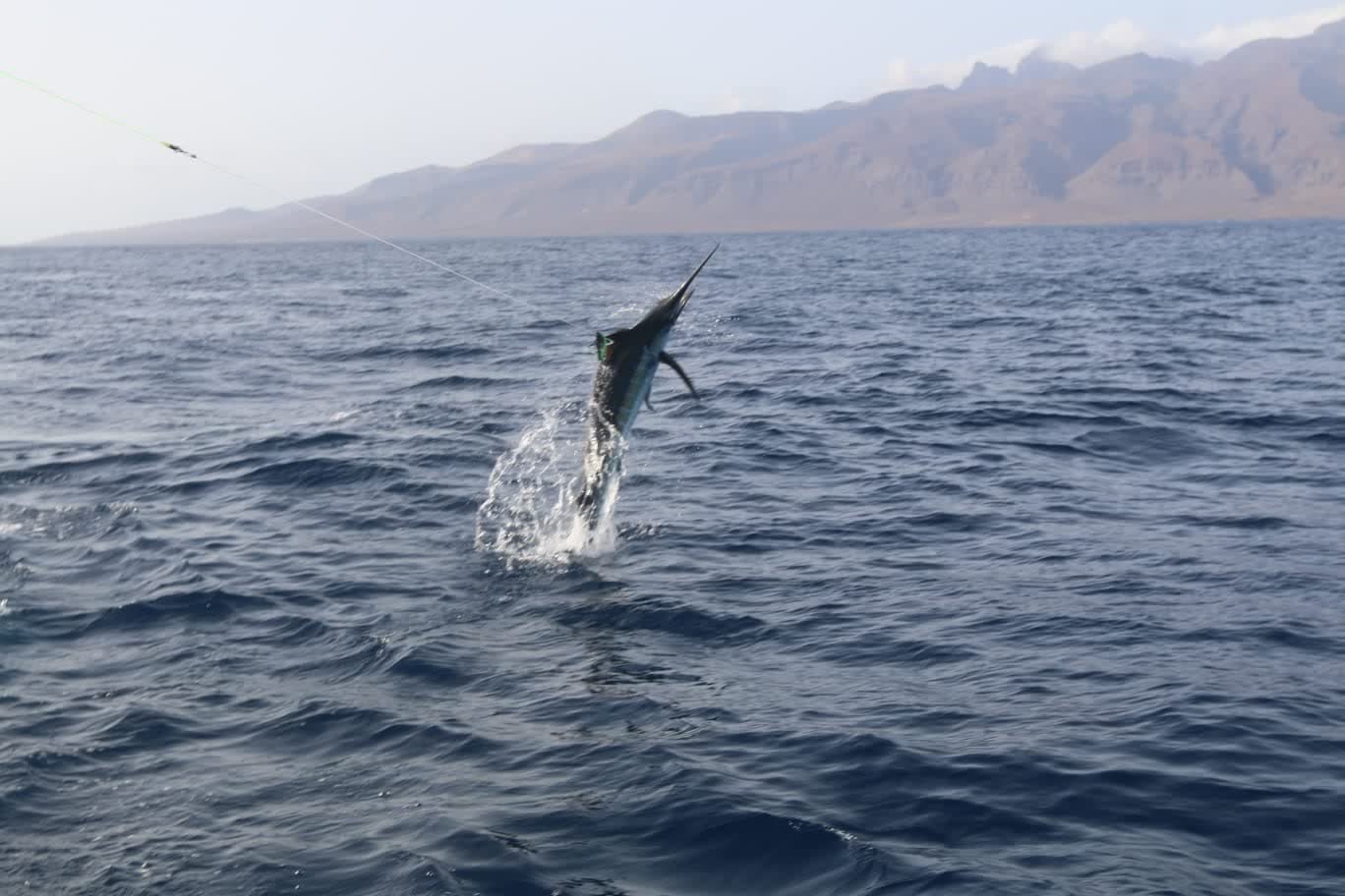 Blue marlin jumping clear of the water off the Canary Islands