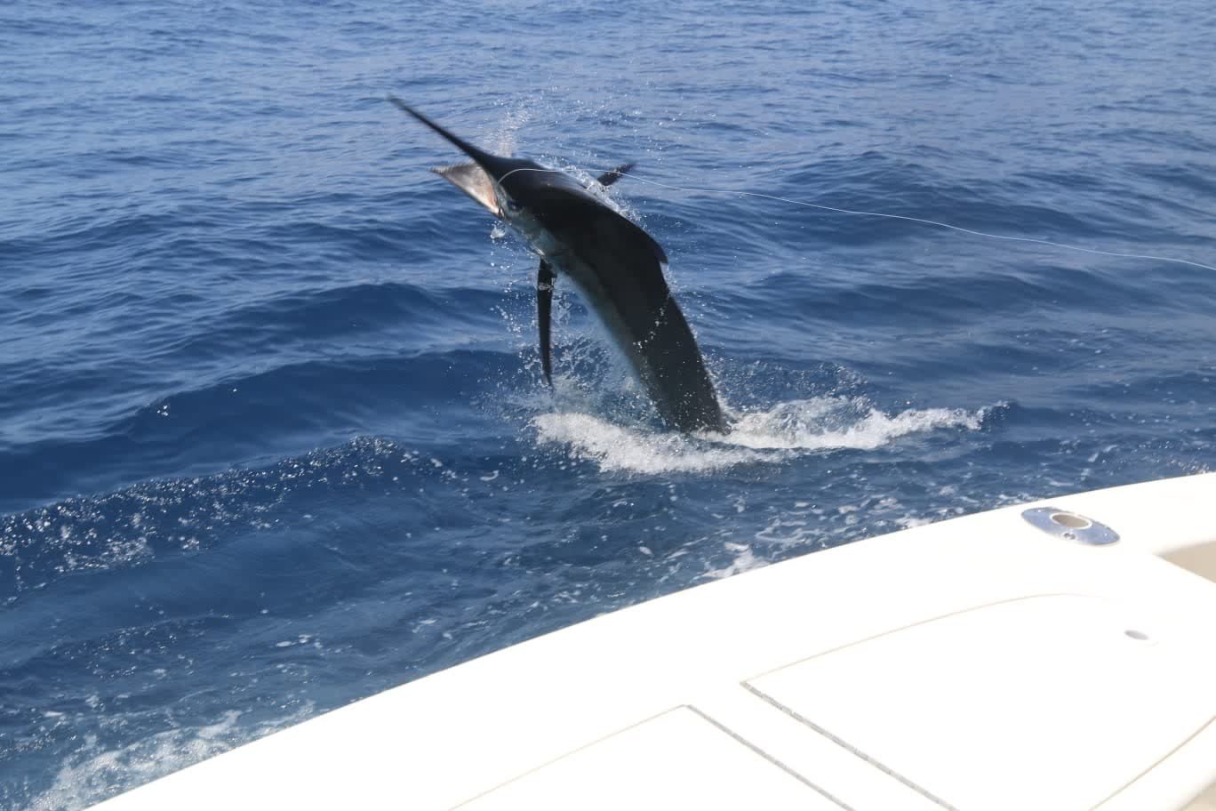 Marlin jumping with the Canary Island coastline behind