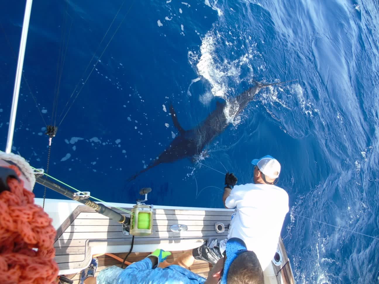 Large billfish worked alongside the boat before release