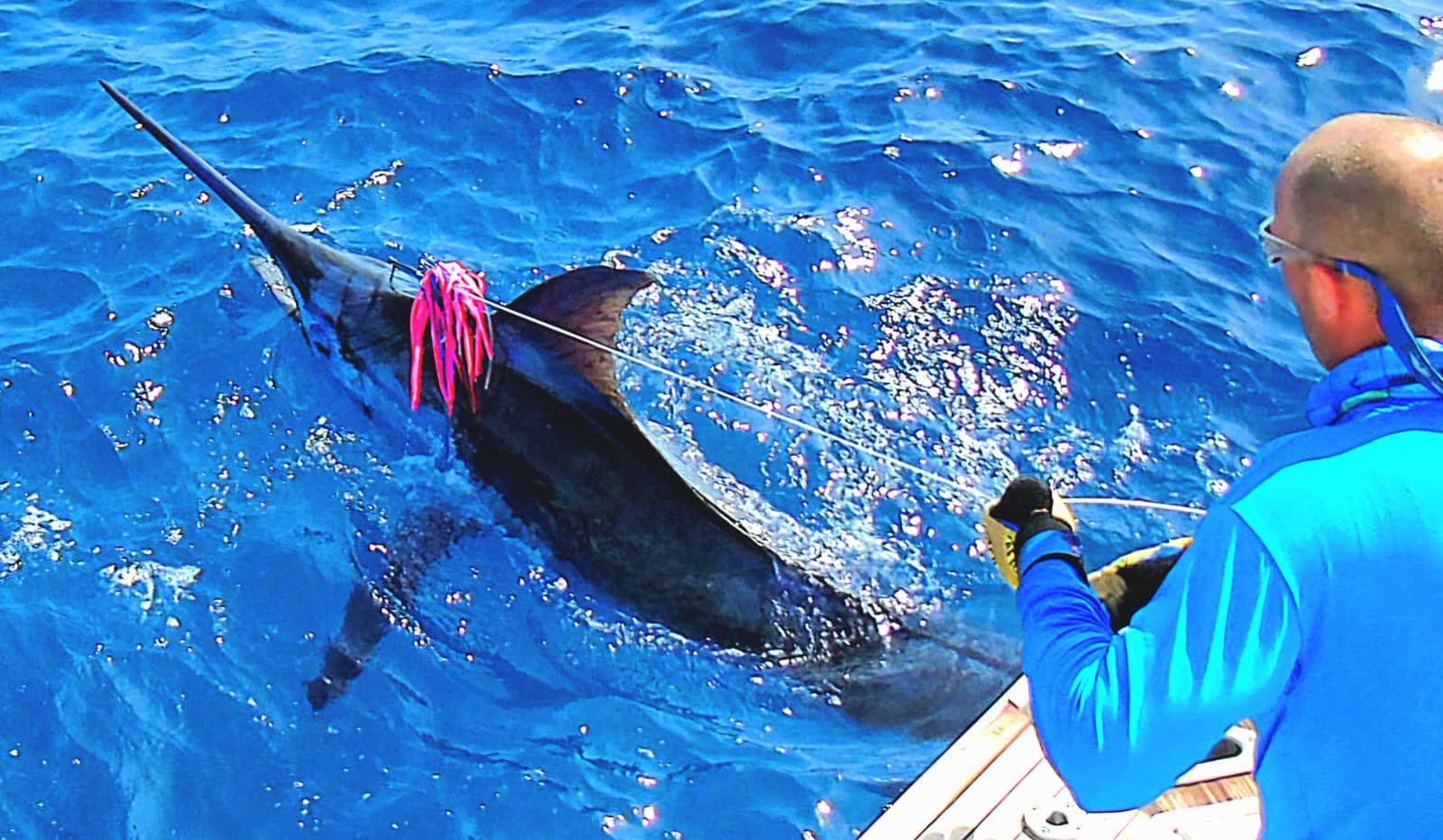 Blue marlin held by the bill alongside the boat, just before release