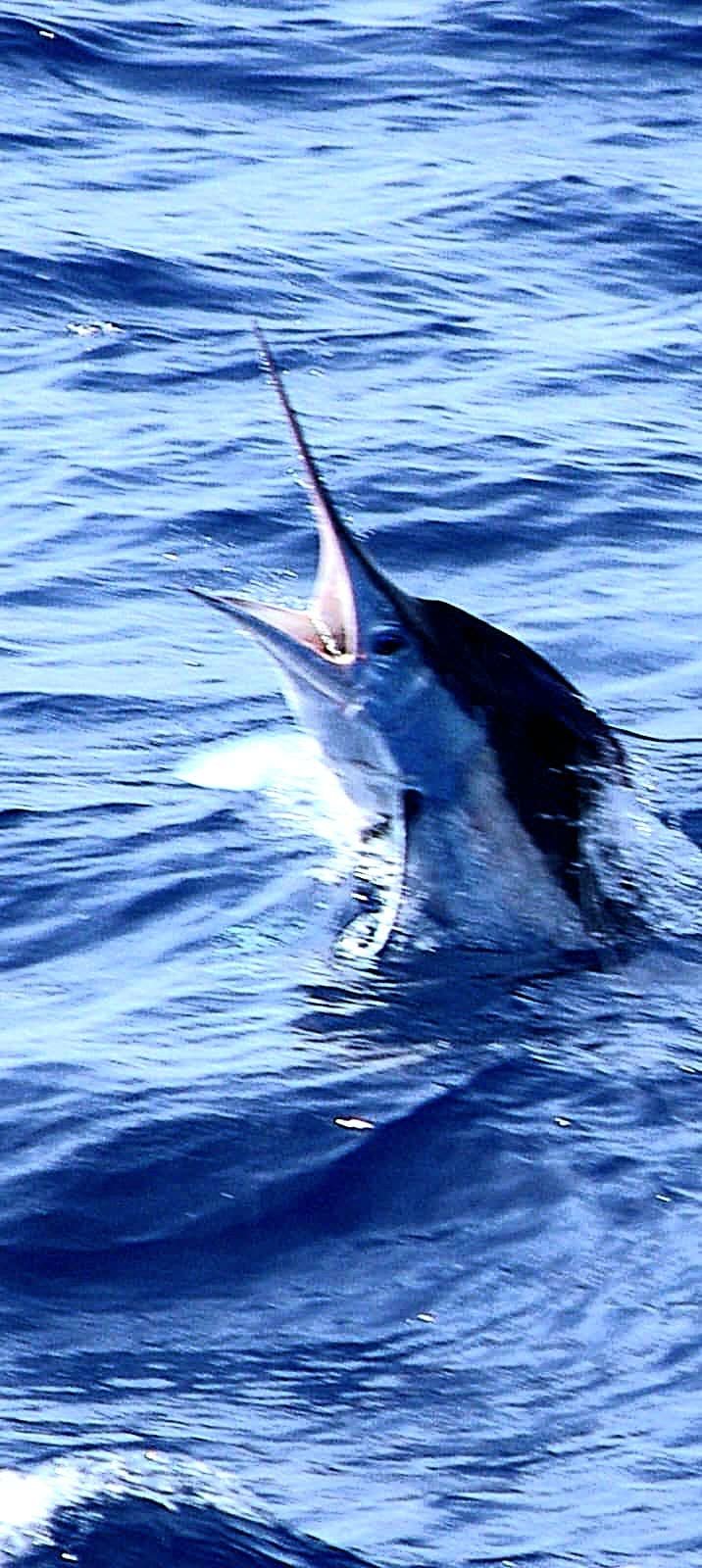 White marlin jumping clear of the water with its bill open